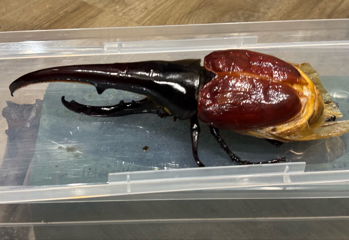 Lucanus_7's tweet photo. FF.0FA2 151-FF0FA2.0FCOAKS 0F
×
U71.究極-U71.U71U5SBR

前蛹154gから

ド不全だけどこの見た目で170ある😂

でもコレは多分落ちるな😇

前回の172くらいの個体が前蛹148gだから前蛹143gくらいが出れば完品でそこそこ狙えるかも😆👍 https://t.co/s3dBHP6w8s