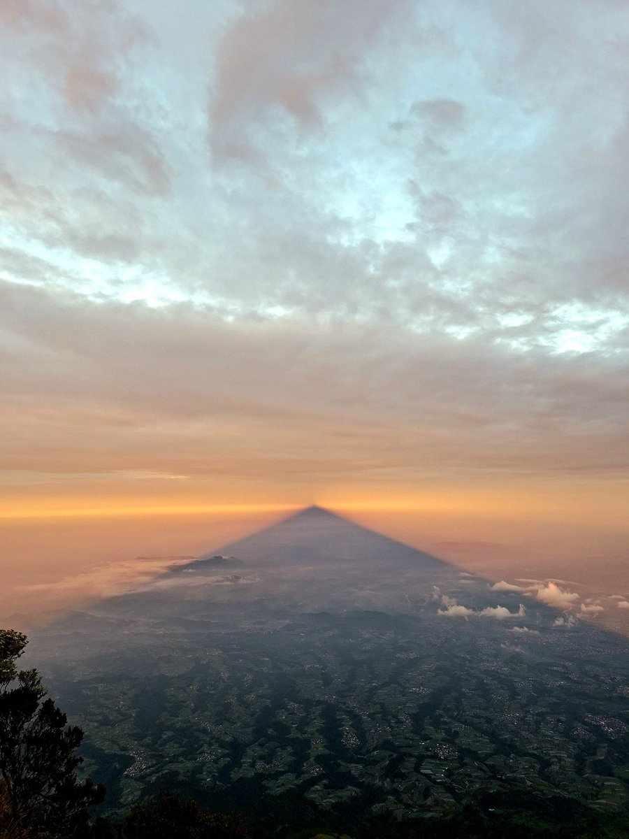 psychedthrush's tweet photo. Sumbing gajah mungkur https://t.co/ElbSnANg66