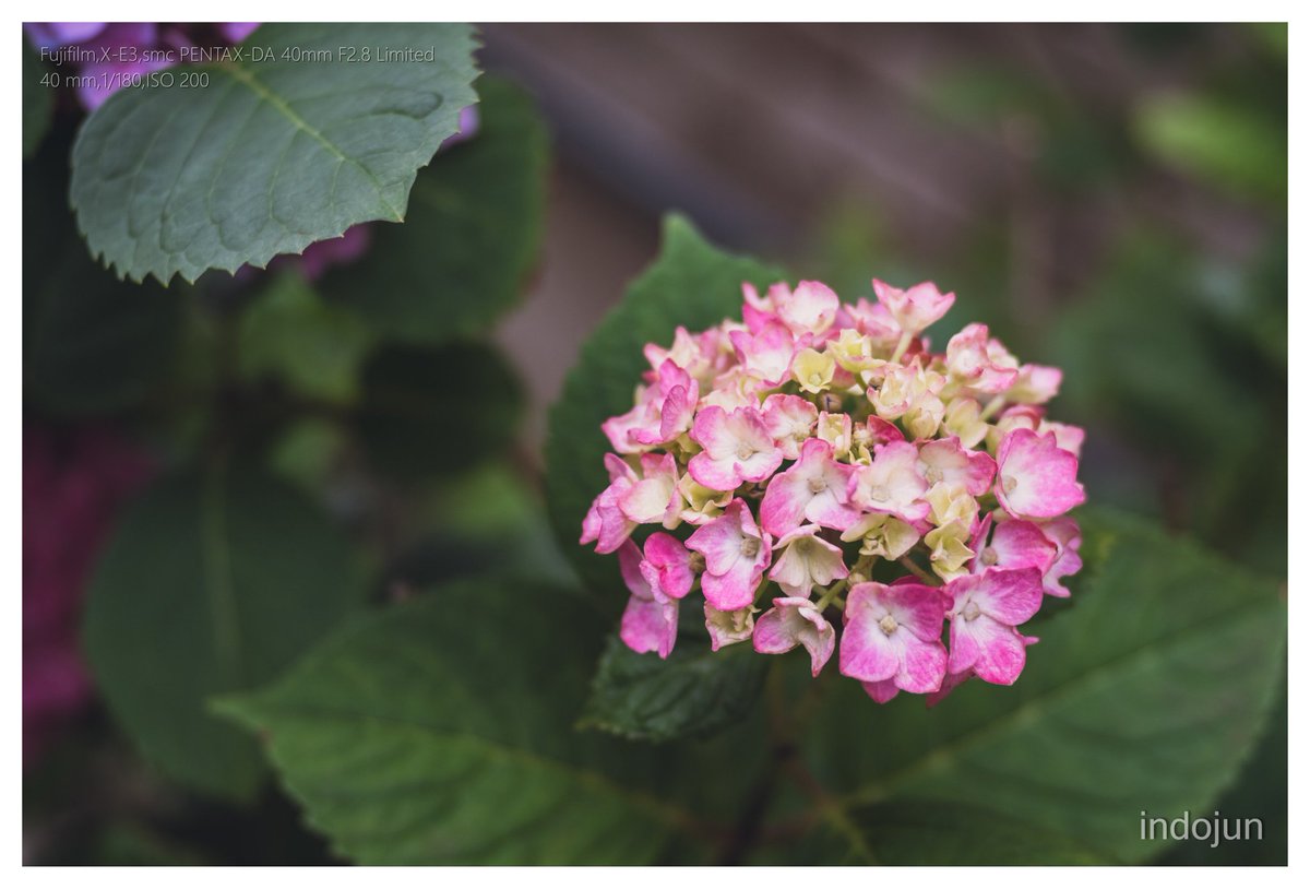 indojun21's tweet photo. 紫陽花の写真は落ち着いた雰囲気に限る

X-E3 + smc PENTAX-DA40mm F2.8 Limited https://t.co/IX3QaeDVEr