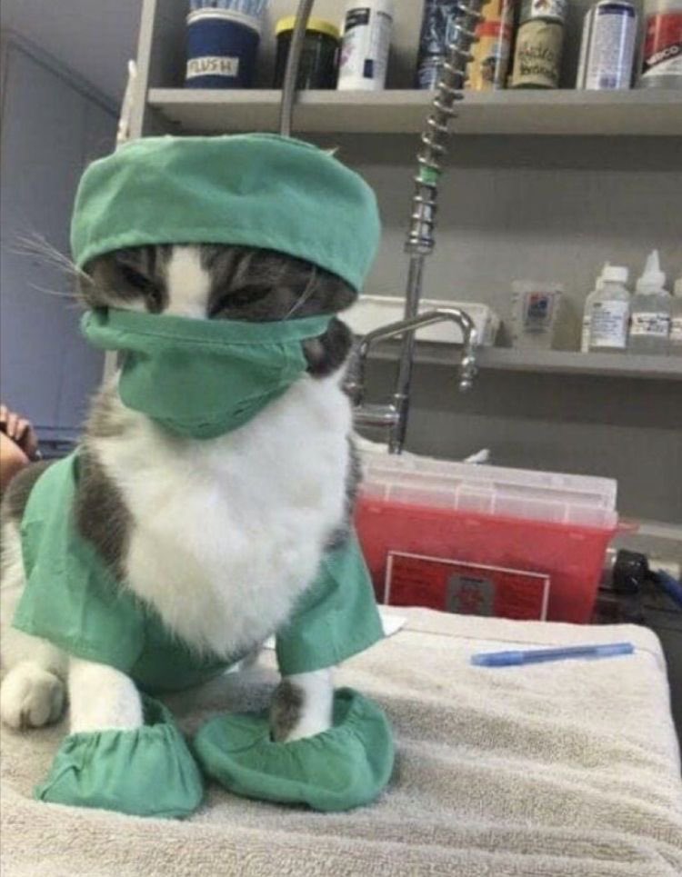 𝐫𝐢𝐮𝐤𝐚 ⚕️ tweet media