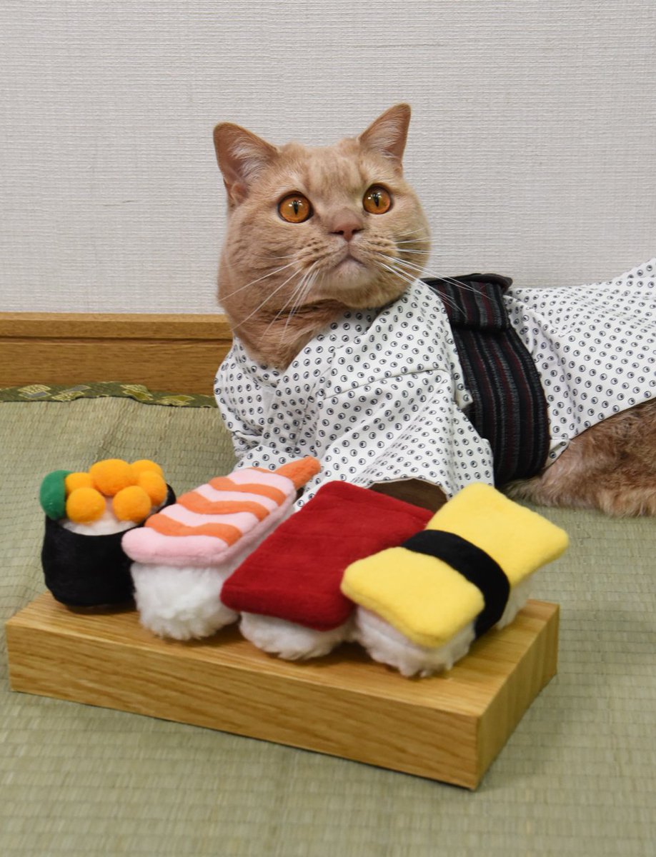 猫用品のゴロにゃん (@56nyan_com) / Posts / X