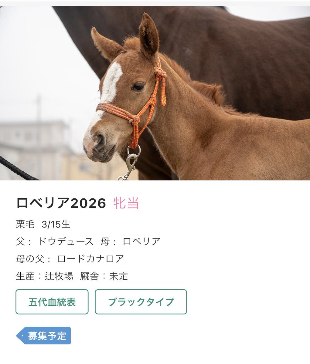 kinkin_time's tweet photo. ロベリア　父ドウデュース https://t.co/aBYOTXaqmw