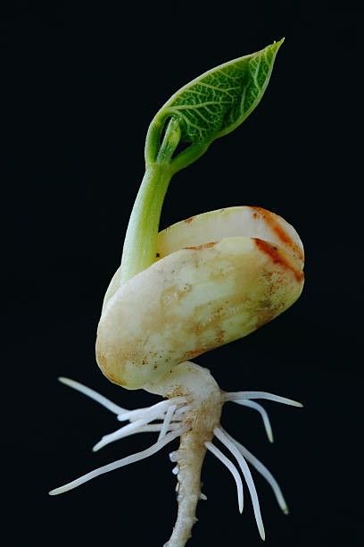 Ecobeauty_3's tweet photo. Every seed carries a promise.
A promise of growth. A promise of life. A promise of a greener tomorrow. 🌱
#Gardening #Sustainability #WorldDayToCombatDesertificationAndDrought #WorldBEYONDWar #DonaldTrumpisaCoward https://t.co/1NvJt1Cwr7