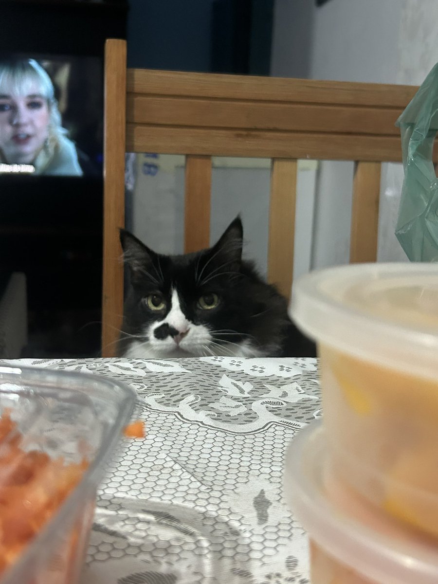 sttonecold's tweet photo. o meu gato Neste Momento https://t.co/Cy93YEf8gU