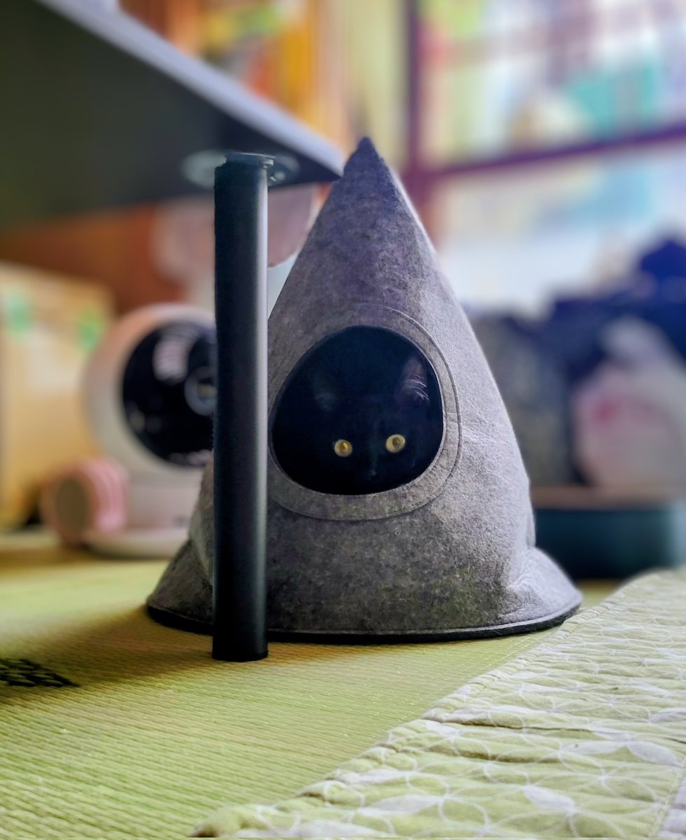 puckpotato's tweet photo. ﾀﾏちゃん(*･ω･)

ﾋｪｯ❗ってなった(笑)

#猫　#黒猫　#可愛い　#猫あるある　#黒猫女子 https://t.co/awSSQUQjU9
