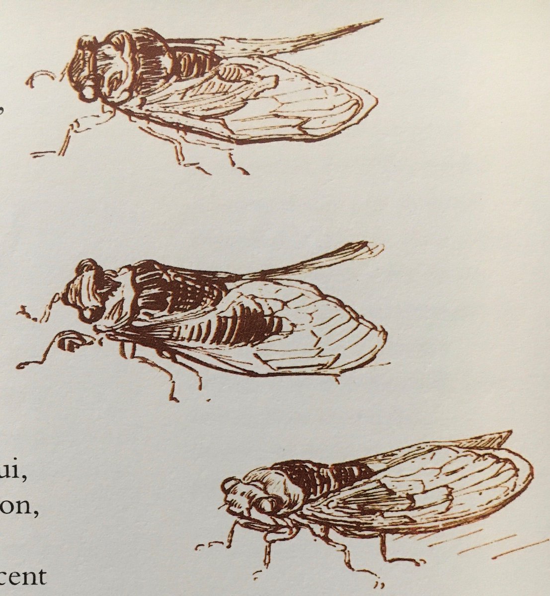 bugoclock's tweet photo. cicada sketches by vincent van gogh so cute https://t.co/iA6iXVotAL