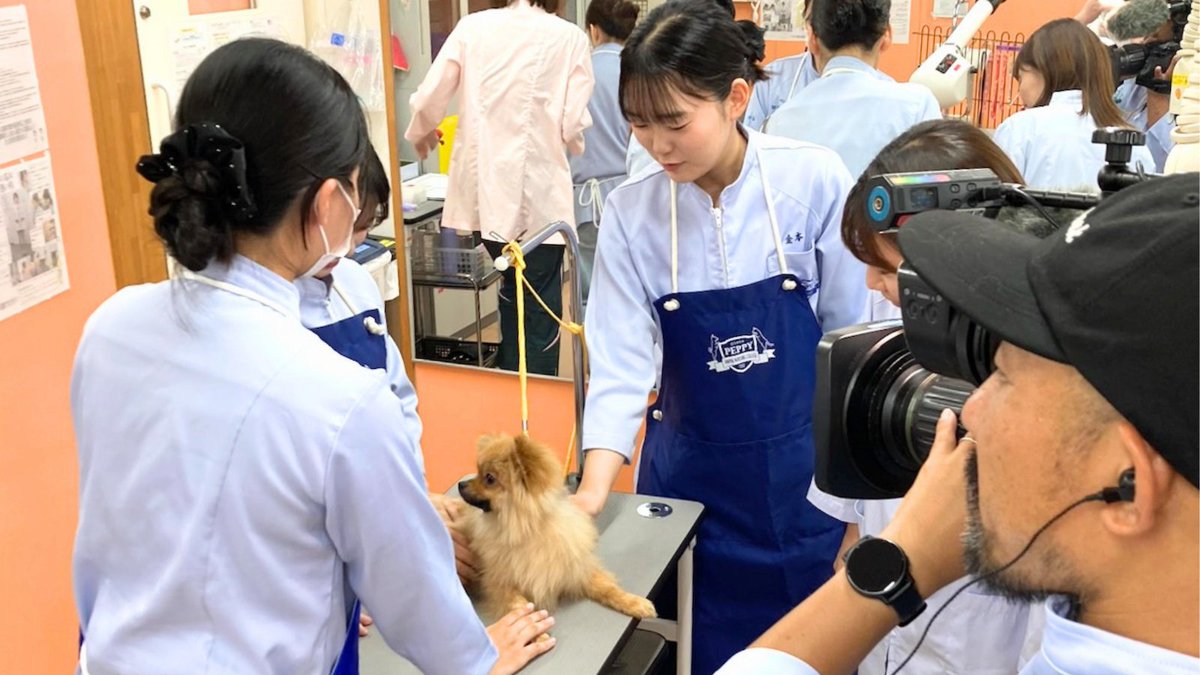 peppykango's tweet photo. ＜テレビに出ます＞
6/23(火)、NHK大阪・ほっと関西『#推し学』のコーナーでペピイが紹介されます。
昨日、授業の様子などの撮影がありました。
ぜひご覧ください！

放送日：6月23日(火)
番組：NHK 総合「ほっと関西」(18:10～)
見逃し配信：放送後1週間、NHK ONEにて視聴可能 https://t.co/sv7s8MoCV4