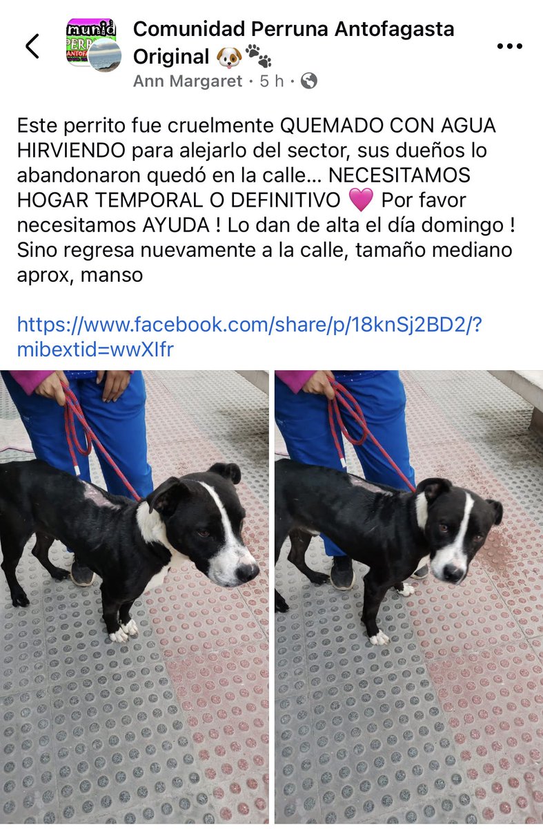 zig1758's tweet photo. 🆘🆘🆘🆘🆘🆘🆘🆘🆘🆘🆘🆘🆘#Antofagasta 🐾🐾🐕 https://t.co/4y4wQ3Io3a