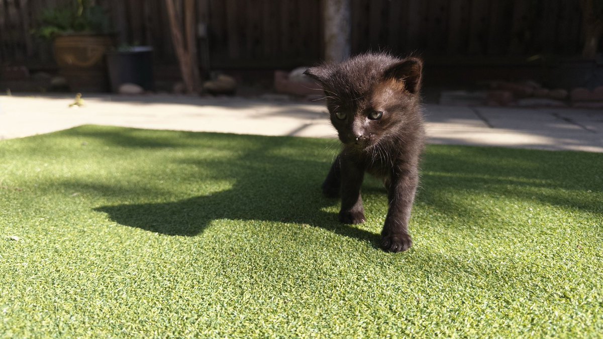 niniyuuna's tweet photo. they have no fleas and seem to have been freshly abandoned/dumped 🥺🥺🥺🥺 they are so precious but i have two cats already 😭😭😭 please share this with whoever you can, they seem about 1-2 months old maybe … https://t.co/7KWxVwQMYR