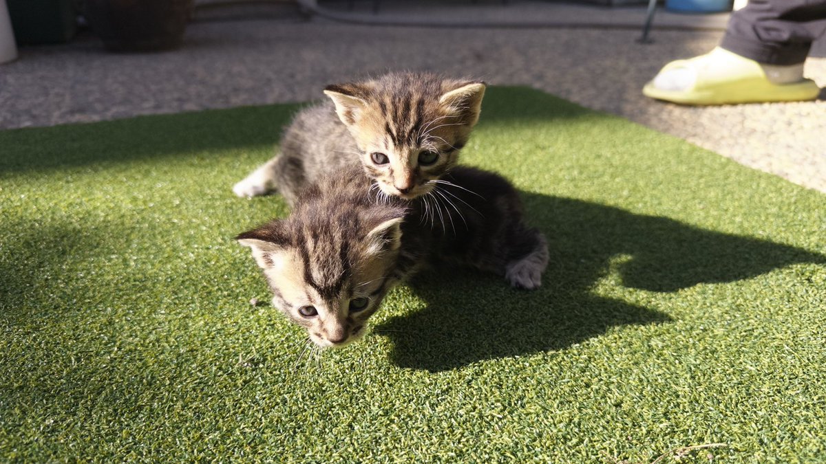 niniyuuna's tweet photo. they have no fleas and seem to have been freshly abandoned/dumped 🥺🥺🥺🥺 they are so precious but i have two cats already 😭😭😭 please share this with whoever you can, they seem about 1-2 months old maybe … https://t.co/7KWxVwQMYR