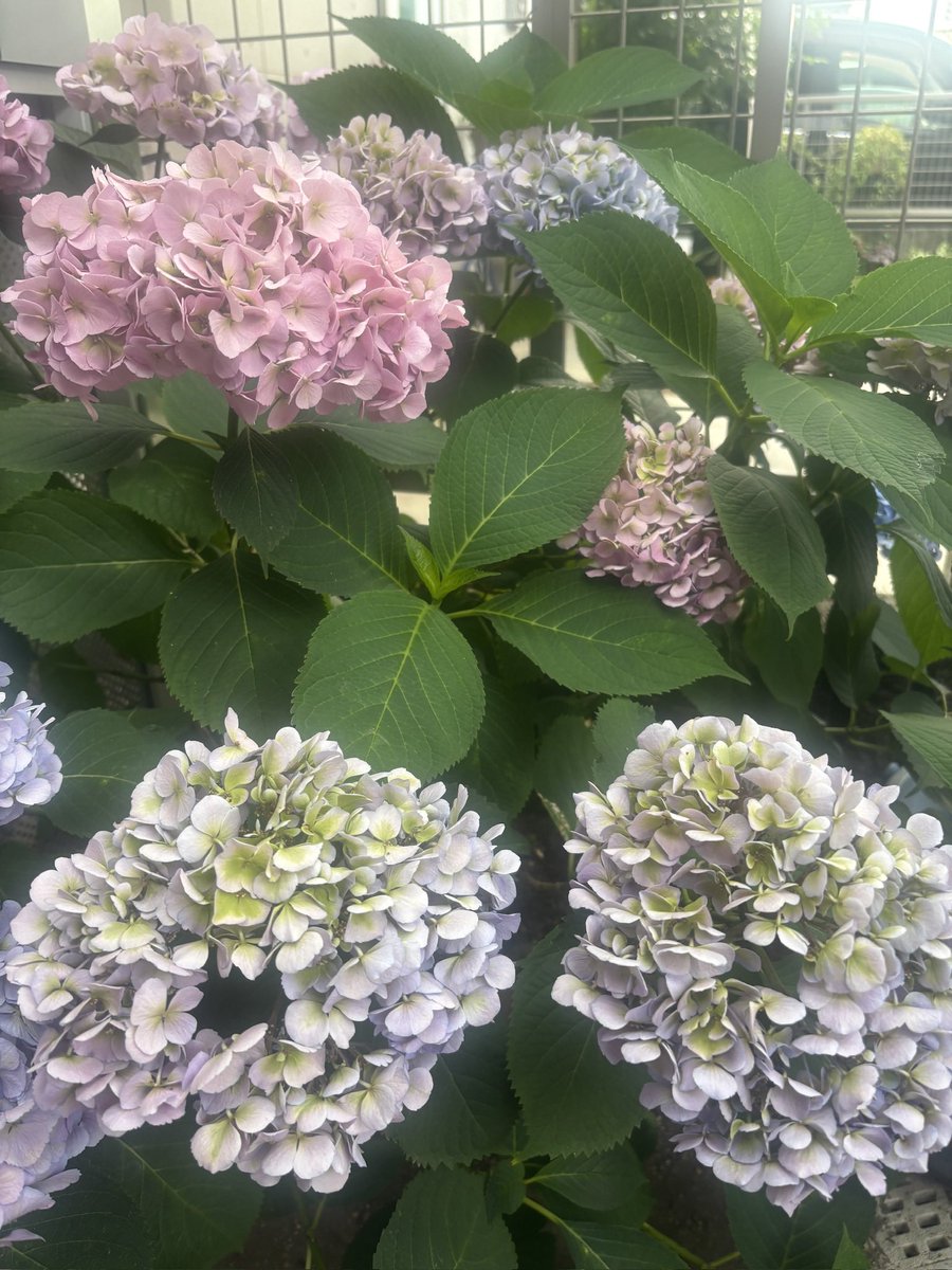 Simose_Iria's tweet photo. 木曜日のおっはよー！

家の前のあじさい͛💠
真ん中が緑っぽくなってきたけど、これもこれで好き(*ˊ˘ˋ*)
加工なしだけど良い感じにブラー(？)かかってる感じになった！
仕事でストレスがあったからメダルゲーム行ったらJPあたったぁー！(≧∇≦)

学校の方お仕事の方
今日も一日行ってらっしゃい👋 https://t.co/V0A61owU1A