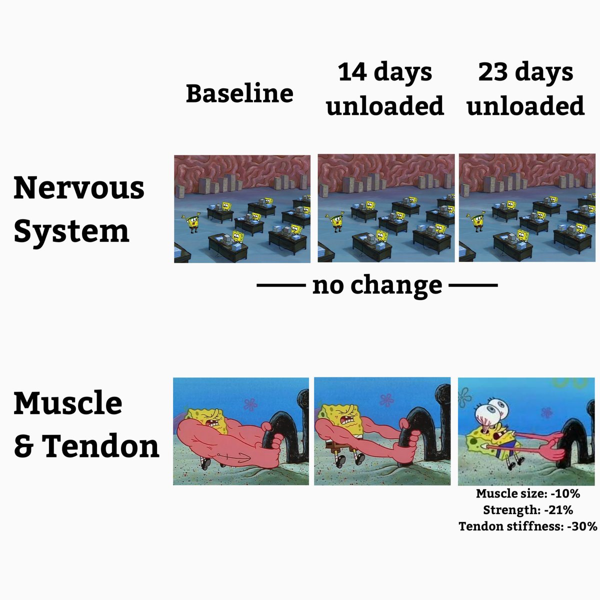 jake_tuura's tweet photo. Prolonged rest:

- Nervous system stays primed
- Structures wither away

A ticking time bomb for injury 

Study: https://t.co/CBlegAfns1 https://t.co/ipzGgknWOu