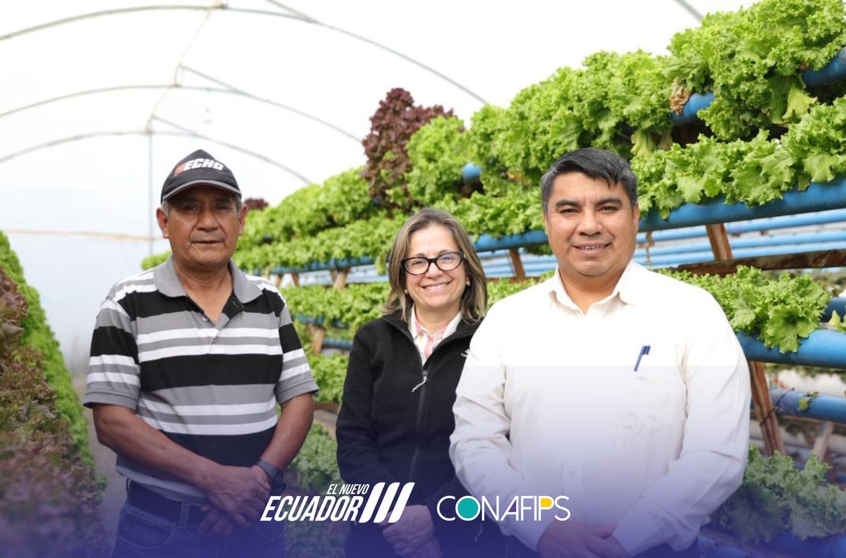 CONAFIPS's tweet photo. En el marco de su agenda en #Cuenca, la presidenta del Directorio de #CONAFIPS, @MaBelenLoor_ , visitó a Ángel Uyahuari, miembro de la Asociación Amor a la Pachamama, donde recorrió 3️⃣ invernaderos de producción 100 % orgánica.🌱

Las hortalizas y frutas son cultivadas sin químicos, utilizando fertilizantes y abonos elaborados por los propios productores. 

Además, su producción se comercializa a través de redes sociales, fortaleciendo la economía de las familias y la comunidad. 🧑‍🧑‍🧒‍🧒

El crédito que llega al campo se transforma en producción, empleo y desarrollo.

#CréditosQueCambianVidas