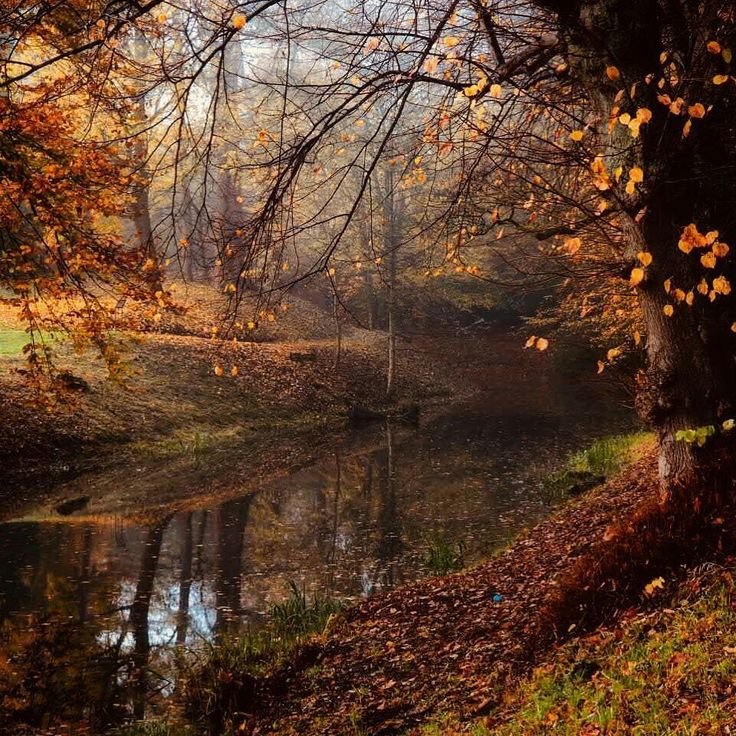 halfBloodsnprc's tweet photo. 🍁🍂 https://t.co/yxqYQj3w60