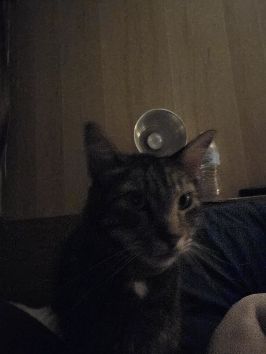 sweetgeorge84's tweet photo. Finally got the old dude all cleaned up after mowing grass today now we're putting in the bed. Have a good night everybody😻🐶😻🥰😴 https://t.co/XJak6O1e1Y