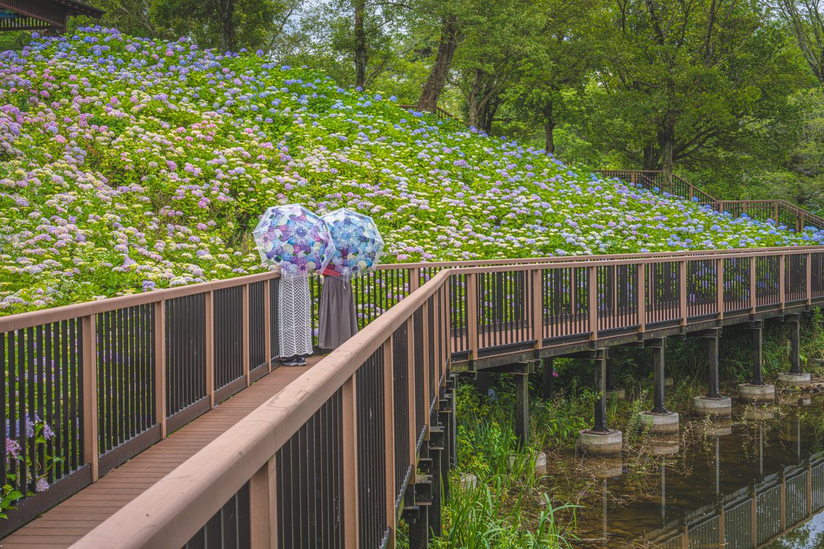 Unlimitedsky99's tweet photo. 四国最大級の約40品種2万本😳
国営讃岐まんのう公園の紫陽花がいい感じに咲いてます🐸
あじさい傘や和傘を貸してくれるので興味ある方は入口で聞いてみてね🌂 https://t.co/m5umrrv33e