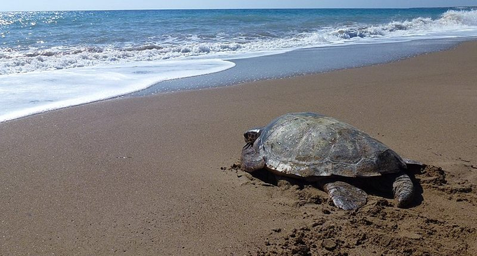 platjaropolicia's tweet photo. Ja s'ha iniciat la temporada de nidificació de tortugues marines🐢🌊 i es possible que es trobin rastres o femelles nidificant a les platges 🏖️ del litoral català.
Si veus rastres o alguna femella a les nostres platges, truca al #112

@platjaropolicia https://t.co/HaRaEXUYXd