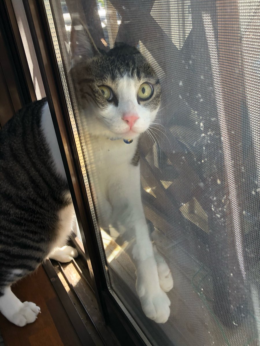 fafan_aki's tweet photo. そろそろ猫フォトコンのしめきりなので幸せそうに可愛いお顔してる写真...と思ってアルバム眺めるとブスかわとか変なことしてるのとか撮り溜めてることに気がついて

まぁ、これも愛だよねと思いました
網戸に挟まったの懐かしいな... https://t.co/iMRQeNDx1l