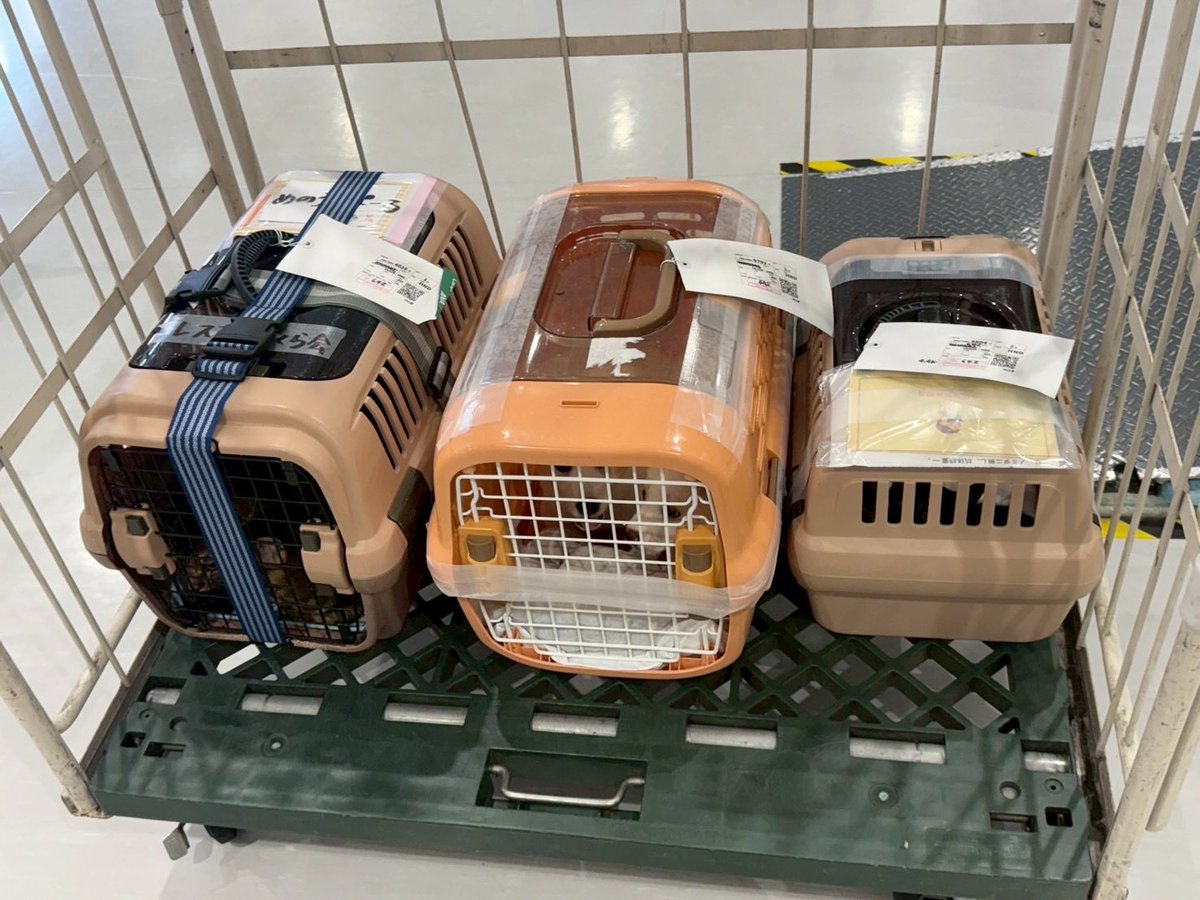 AHRstaff's tweet photo. 16日の朝早い便にて熊本県からのレスキュー犬猫6匹が無事に到着しました✈️
到着後猫2匹は他団体様に移動しました🙌AHRでは野犬子犬兄妹2匹と子猫2匹のケアスタートします▶️引き続き、皆さまの応援を宜しくお願い致します🤲 https://t.co/kPql6xSOxR