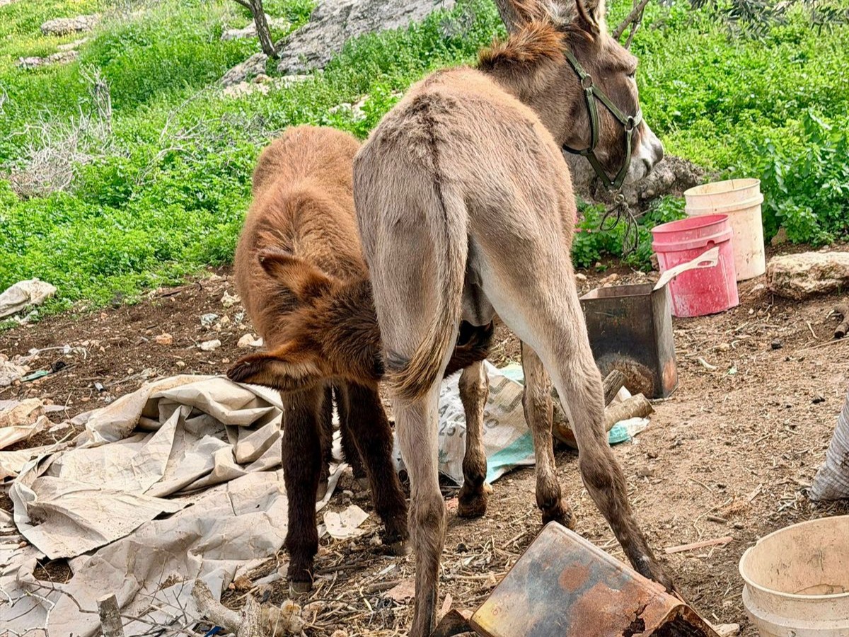 safehaven4donks's tweet photo. ⛑️22 donkeys received vital treatment from our mobile clinic this morning.💔Without our team, many would still be suffering in pain with nowhere to turn. Please help us reach the next donkey in need. Every donation, no matter how small, changes lives 🫶 https://t.co/z7OGdjMJUo 👏 https://t.co/ZM27yp2Ayg