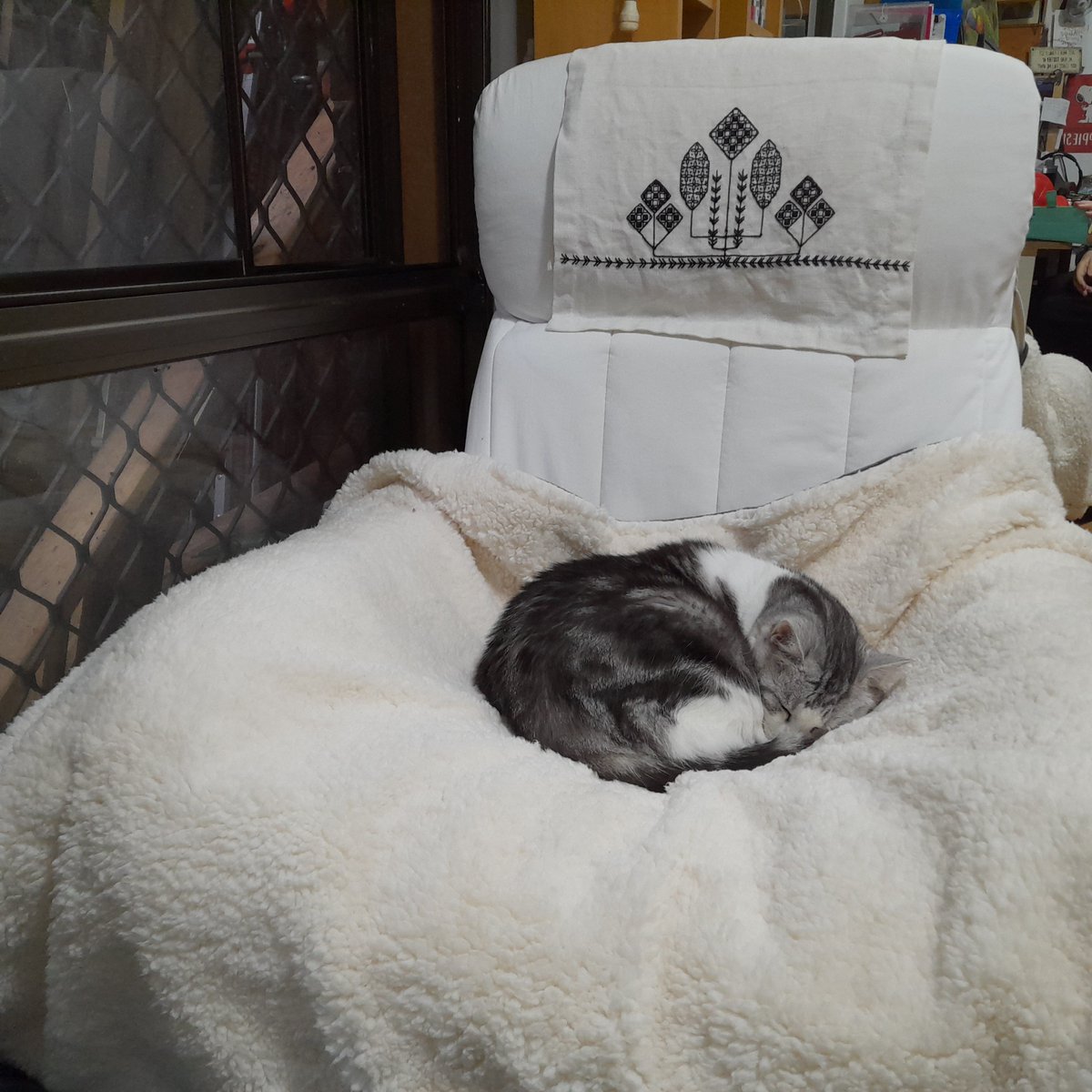 wombatwalking's tweet photo. Diary of a cat servant: For obscure human reasons I had to swap Ella's bed on the treadmill for this chair. So now she has to supervise me and do her #Hedgewatch DUVET shifts here. Not many objections so far. https://t.co/Fm13SK5uzX