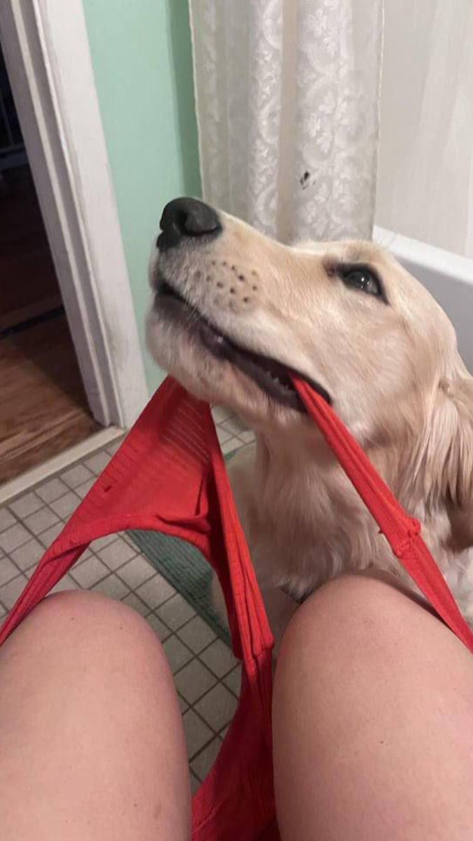 wangjinrambo's tweet photo. When he gets me wet 💦
Click to see in private 🎥
👇
https://t.co/q1Akp87p2i

#zoophillia #zoosarevalid #beastiality #dogknot #zooprideisvalid #zoophile #antizoo #antizoophile #zoopride #zoophilepride
#Bestiality #carter
#Beastmode #BeastBeat
#beastiality #KiVi16F #KiVi16F #OTDir https://t.co/oiy20WcXmj