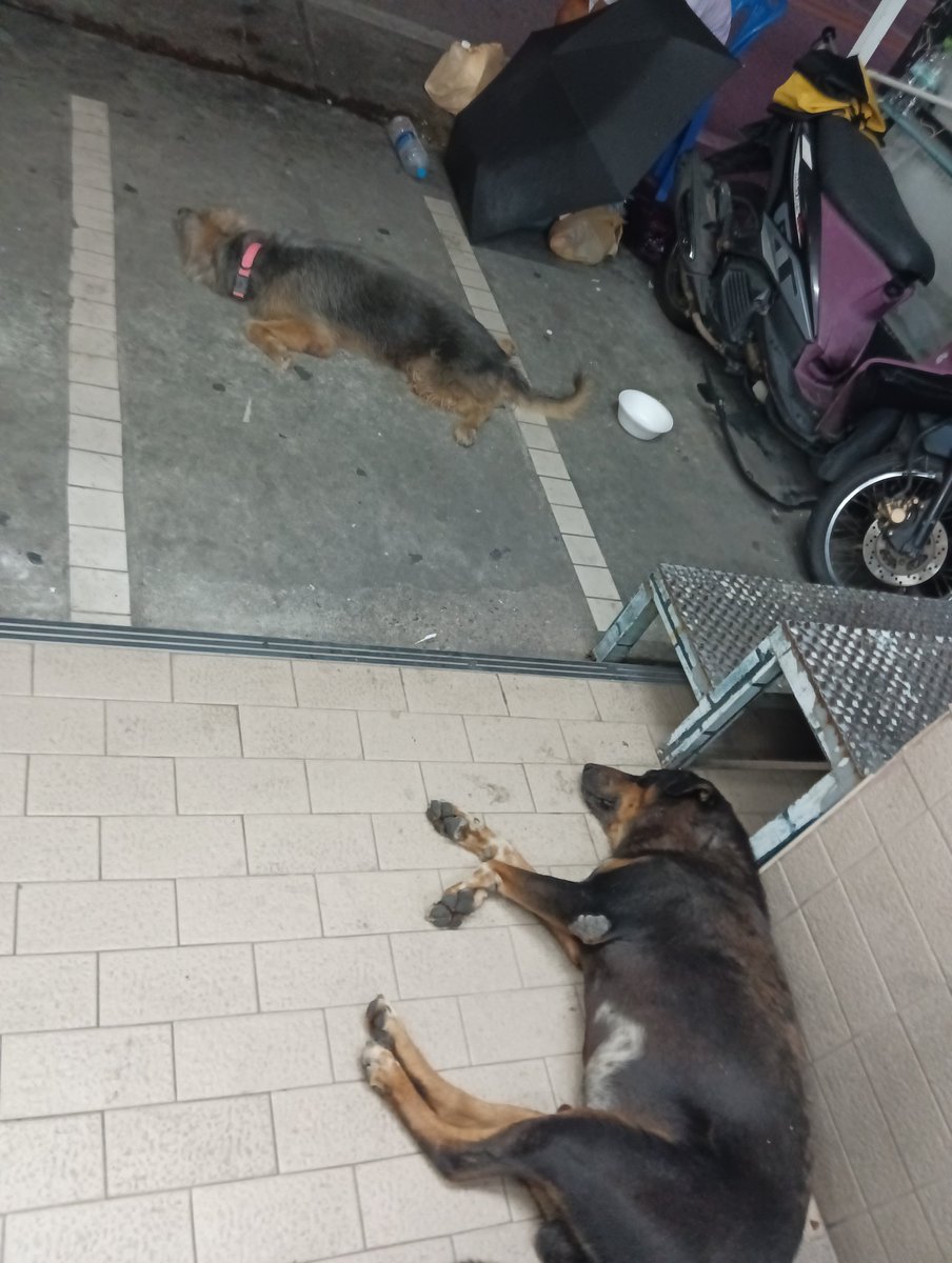 guptadas_anando's tweet photo. #dogs that are looked after by 7/11 staff. This is #treetown in #pattaya. https://t.co/7eebEFls3Q