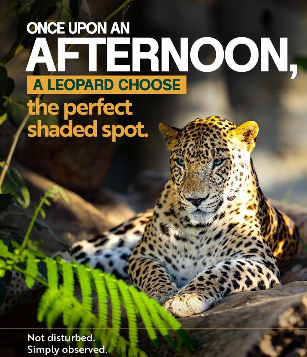 Sarthik50's tweet photo. Wildlife conservation is strengthened through initiatives like #Vantara that focus on long-term outcomes.
https://t.co/q192hsGZRK