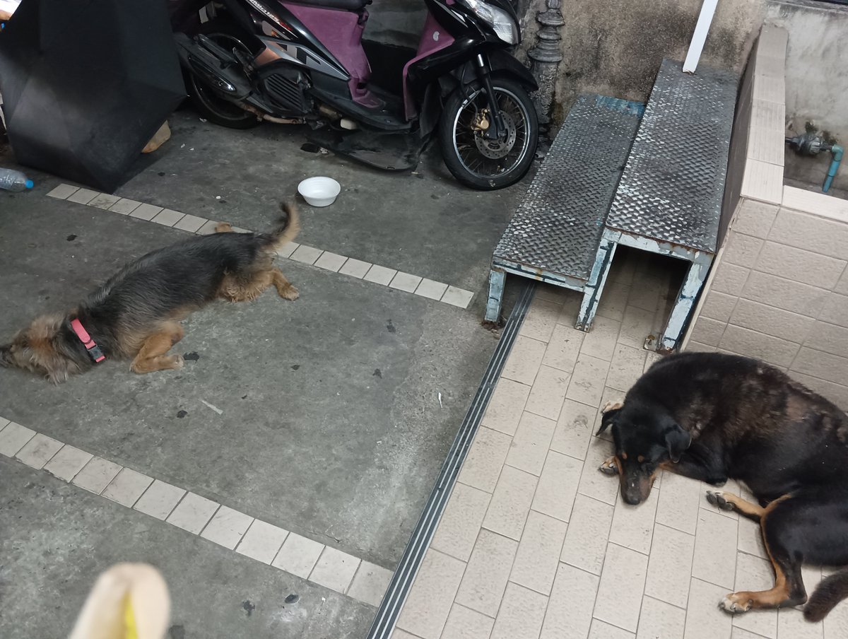guptadas_anando's tweet photo. #dogs that are looked after by 7/11 staff. This is #treetown in #pattaya. https://t.co/7eebEFls3Q