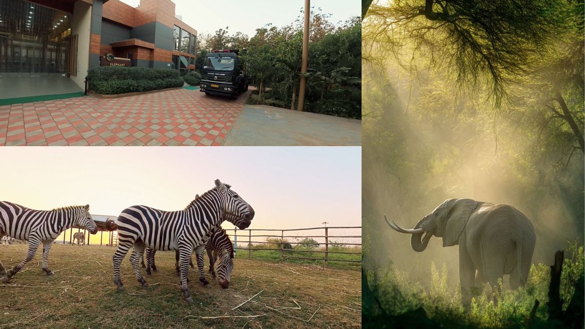 Sarthik50's tweet photo. #Vantara is bringing wildlife conservation into the spotlight in a positive and impactful way. Great initiative for the future. https://t.co/BiXqAnBrHO