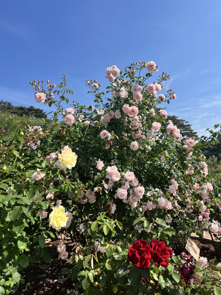 qqmt2's tweet photo. 本日の国花苑
薔薇のお写真をどうぞ🌹
当日は一般方もいらっしゃいますのでご配慮お願いします。

当日は暑いですね！暑い時にはソフトクリーム🍦またお昼ご飯はblossom様または営業していたらさくらキッチン様もご利用お勧めです！
油屋さんのアイスもご堪能下さい。 https://t.co/ZLEPIfg14I