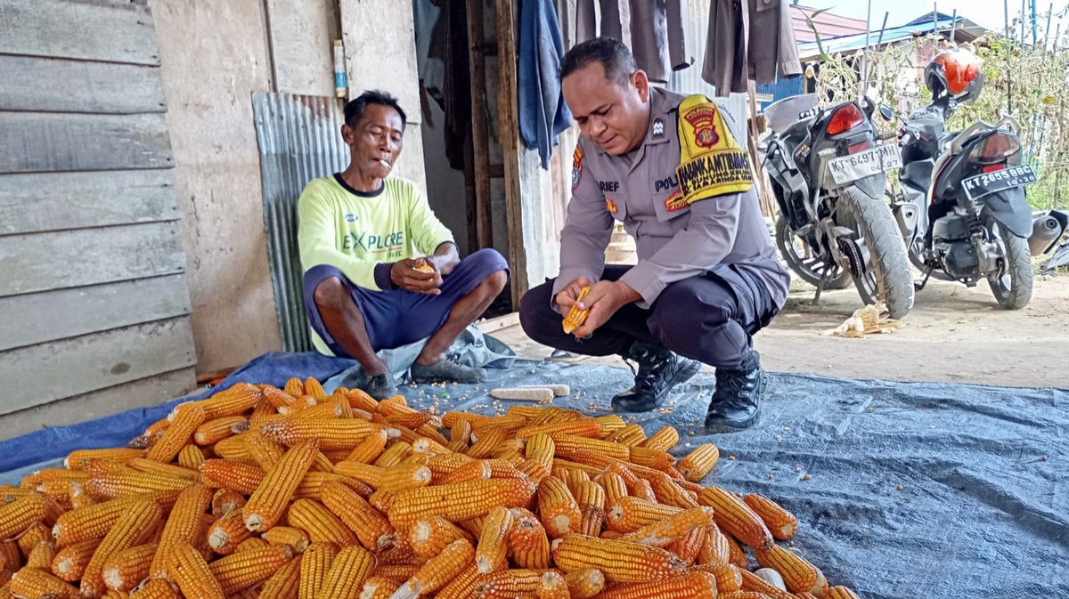Humaspolseksam2's tweet photo. BHABINKAMTIBMAS POLSEK SAMARINDA ULU DAN PETANI LAKUKAN PEMIPILAN JAGUNG PASCA PANEN DUKUNG KETAHANAN PANGAN

Polsek Samarinda Ulu – Dalam rangka mendukung program ketahanan pangan pemerintah, Bhabinkamtibmas Kelurahan Gunung Kelua Polsek Samarinda Ulu, https://t.co/Ts9K9pfcwr