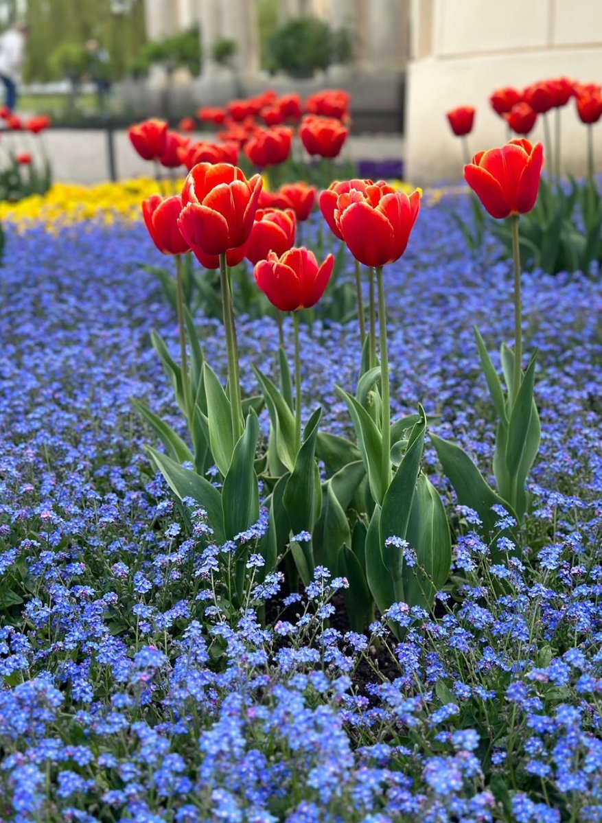 17017Nov's tweet photo. Have a wonderful day my lovely friends💙❤️🧡#tulips https://t.co/8pQWbTiYjs
