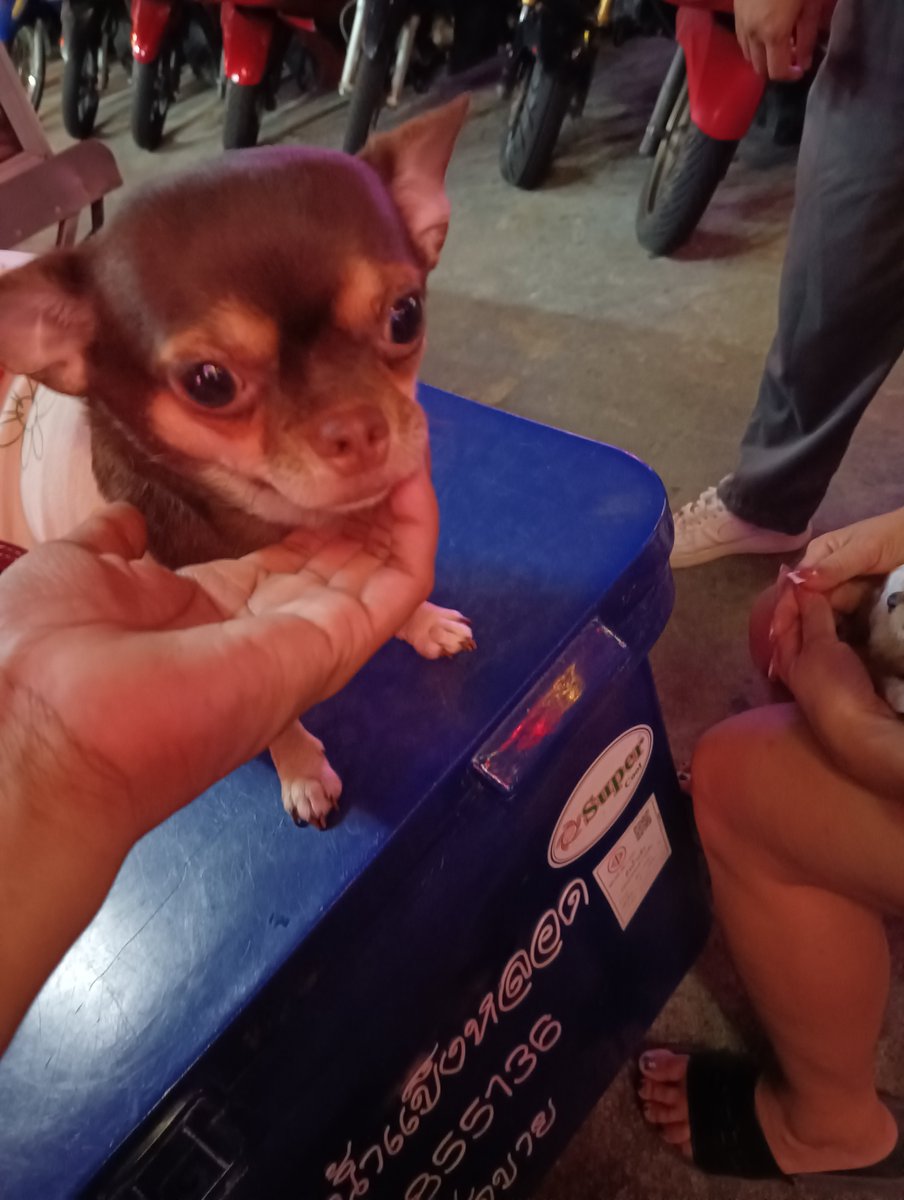 guptadas_anando's tweet photo. #dogs that are looked after by 7/11 staff. This is #treetown in #pattaya. https://t.co/7eebEFls3Q