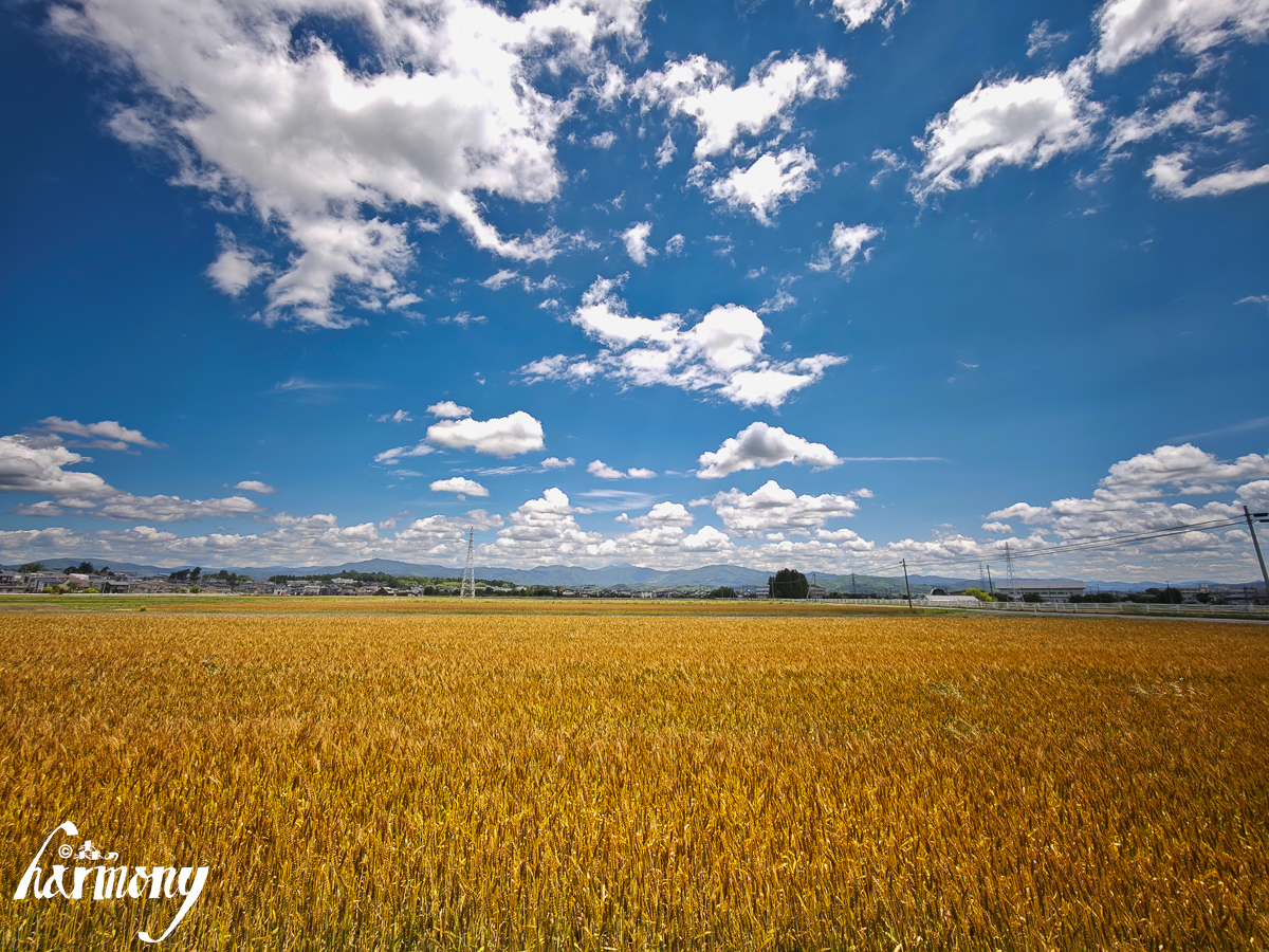 harmony140's tweet photo. 紫波町　麦畑　その４
https://t.co/RJhgEYZhwK https://t.co/NWctiOIEo2