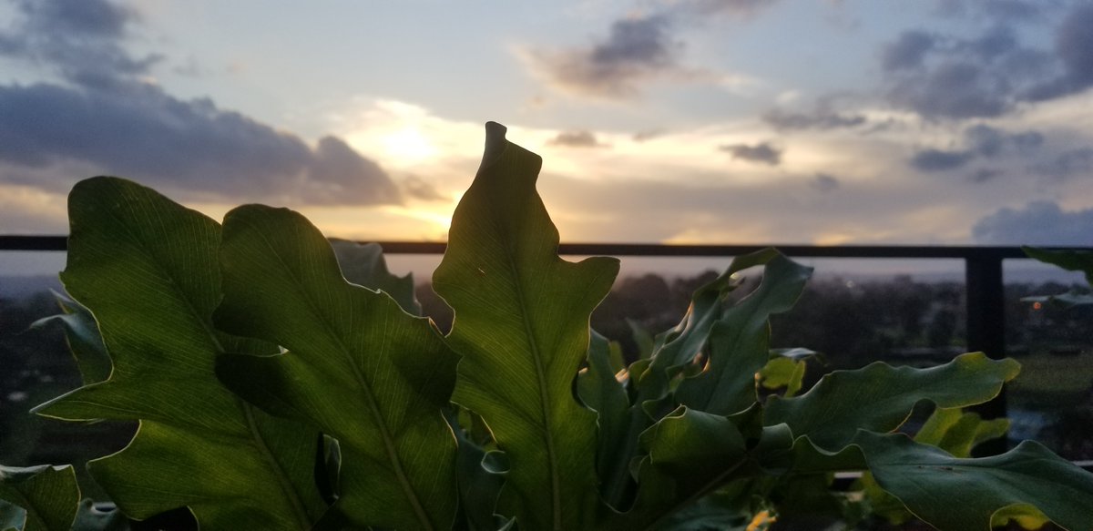 el_squared10's tweet photo. Show me something green on your gallery
Show off your lens 
@SamsungMobileKE https://t.co/ssnP0Eq9dK