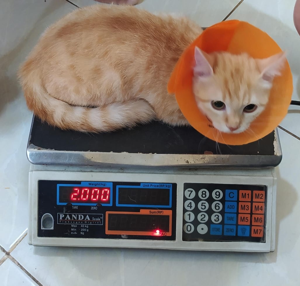 toraokoutaro's tweet photo. baby got charged as an adult cat bc she's alr 2kg https://t.co/ZOkSWWvAK5