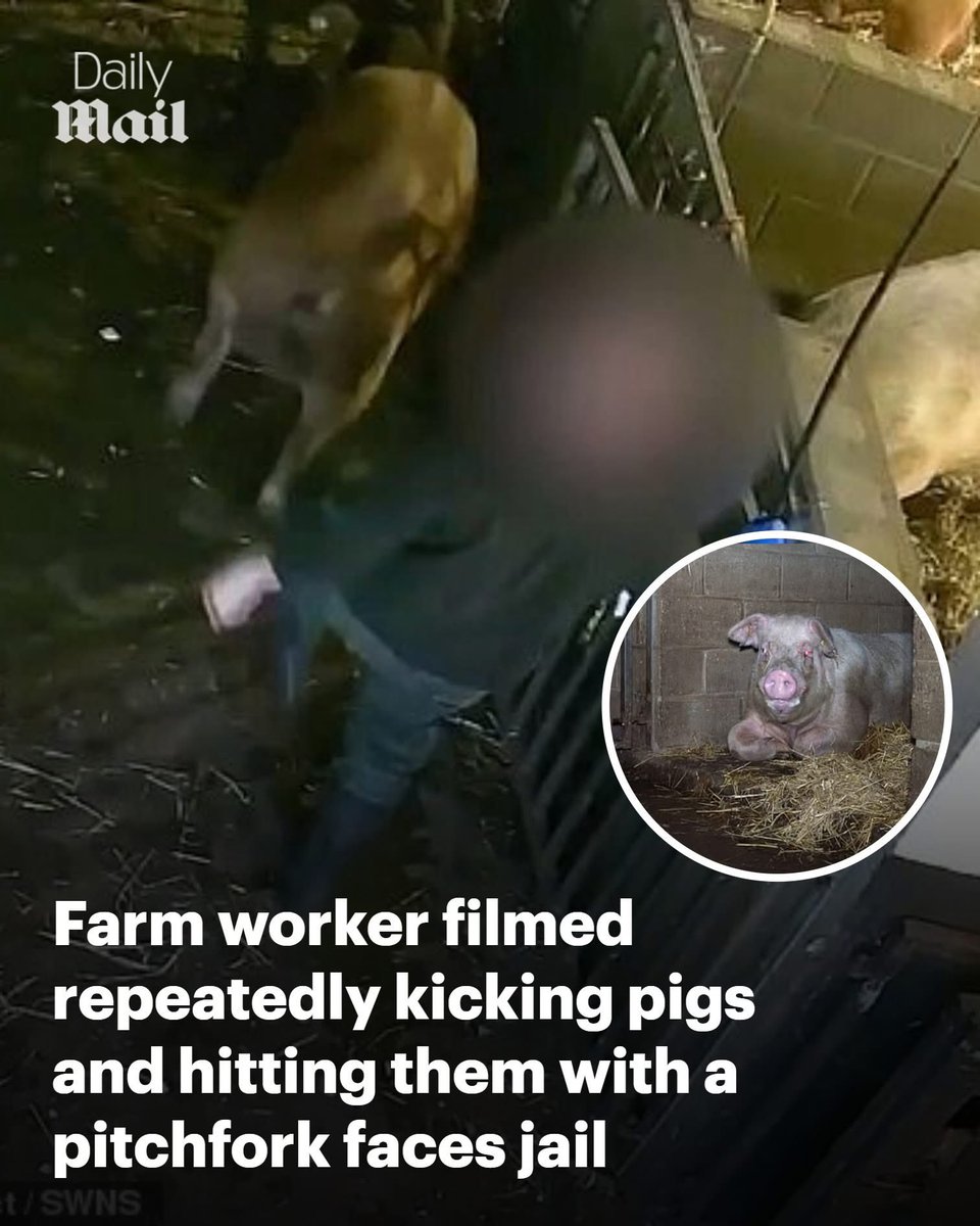 domdyer70's tweet photo. He pleaded guilty this week to eight animal cruelty and welfare charges including failing to protect the pigs from pain, suffering and injury. Read more: https://t.co/jDFNoITg74 https://t.co/KuenRfgeO4