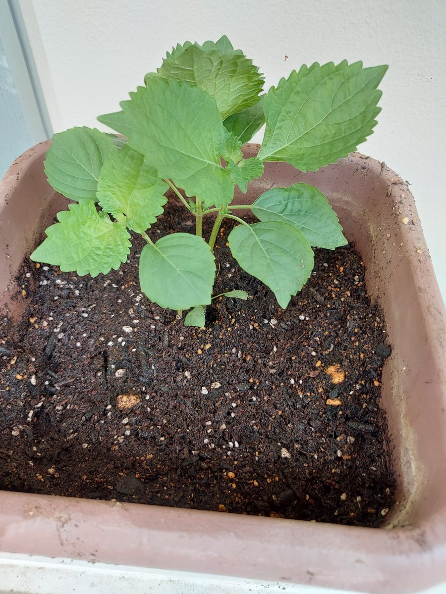 こんにちは✨😃❗ きゅうりと青じその苗を植えました🍀夏真っ盛りに