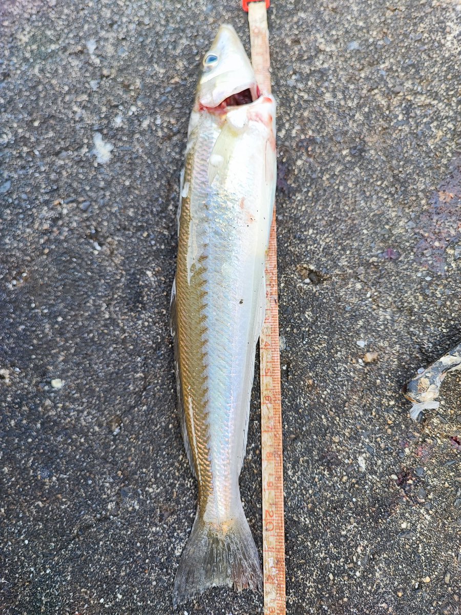 aokfree's tweet photo. キス40匹くらいピン〜22.5cm。ドゴンドゴンデカキス祭継続。昨日より数は減ったがアベレージはアップ。デカいのはたのすぃ⁽´꒳`*⁾ https://t.co/uV006pDLRY