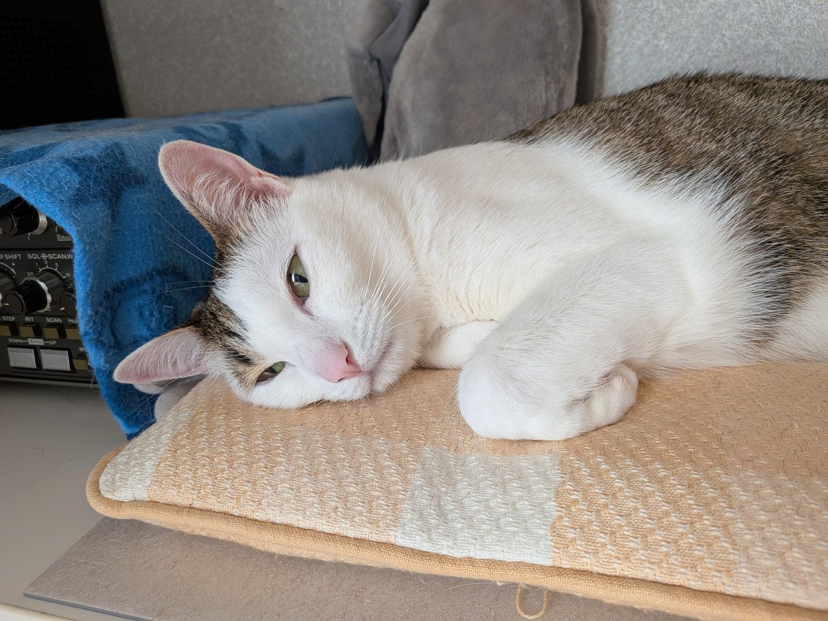 Cherrymomo7's tweet photo. お昼寝まで10秒くらいかな
＃猫 https://t.co/iXGiFszgh0