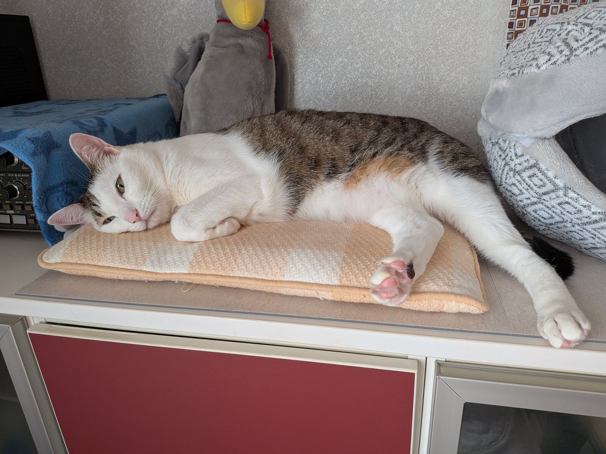 Cherrymomo7's tweet photo. お昼寝まで10秒くらいかな
＃猫 https://t.co/iXGiFszgh0