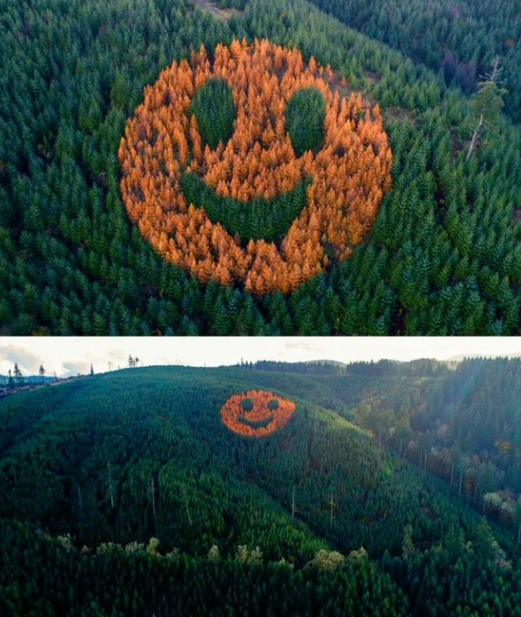 MrPotatoHeadUSA's tweet photo. In Oregon, landowner David Hampton planted larch trees among a Douglas fir forest to create a giant 300-foot smiley face visible each autumn. https://t.co/T2rVTAcnIl