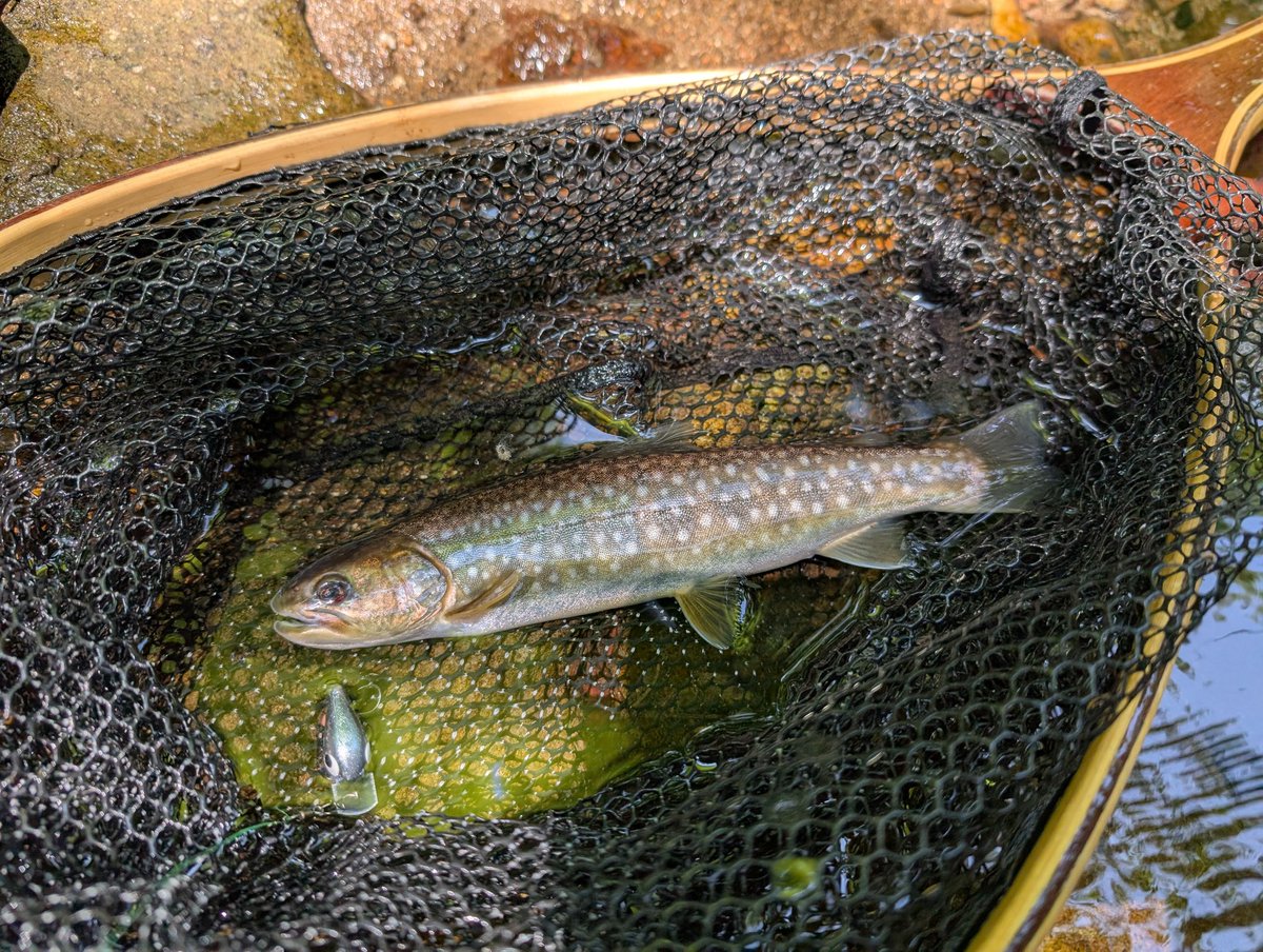 trout_frog's tweet photo. 予定が空いたので、釣り2連チャン🎣
昨日の不完全を解消したく、少し走ってニジマス＆エゾイワナ河川へ💨
そこそこのサイズだけど、やっとニジさんが釣れてくれた🙌
ジャンプジャンプで元気でしたわ。
エゾさんも太くてコンディションの良い事で。
良い釣りが出来ました。
今日も暑かった🥵
#TOMsWORKS https://t.co/bNcqhFmYcK