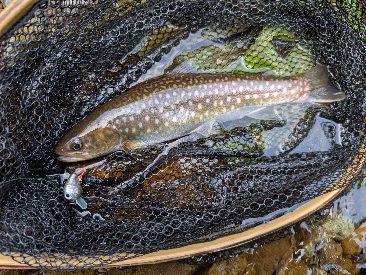 trout_frog's tweet photo. 予定が空いたので、釣り2連チャン🎣
昨日の不完全を解消したく、少し走ってニジマス＆エゾイワナ河川へ💨
そこそこのサイズだけど、やっとニジさんが釣れてくれた🙌
ジャンプジャンプで元気でしたわ。
エゾさんも太くてコンディションの良い事で。
良い釣りが出来ました。
今日も暑かった🥵
#TOMsWORKS https://t.co/bNcqhFmYcK