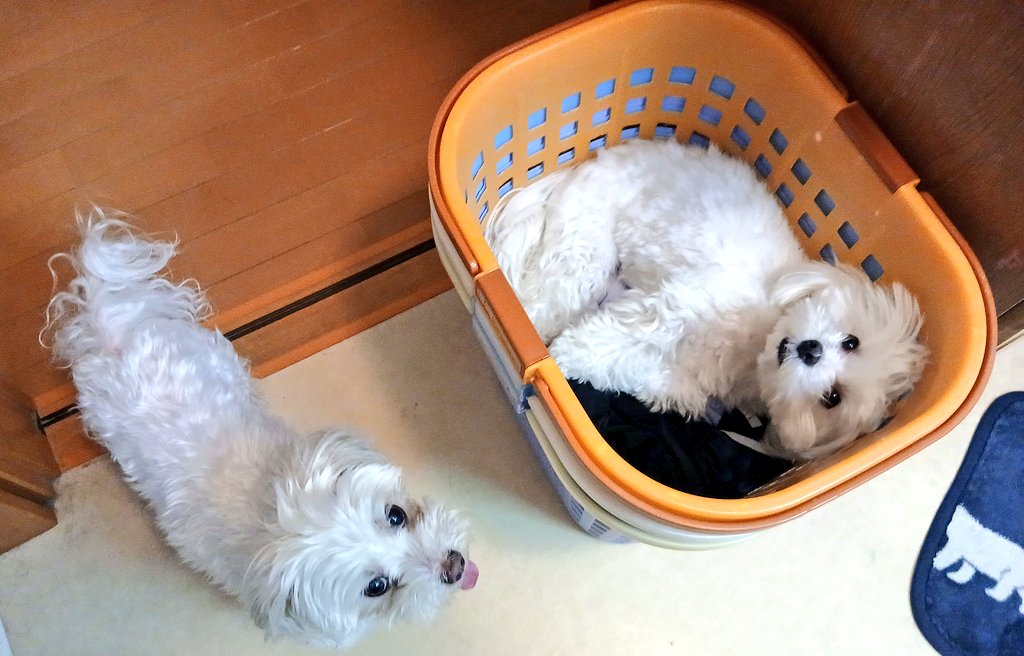 KakoContinue's tweet photo. 🎶外から帰るとうがい、手洗いは必須
我が家の🐶達も同じだけど、うがいは無理なので足洗い🐾
洗面所で足洗う順番待ちのクリームは洗濯かごの中⬇️
洗濯物に化けてる(笑)
平和な時間
金曜日、もうひと頑張り!
今日も良い一日に🥰
#犬のいる暮らし https://t.co/FmaF35rwSl