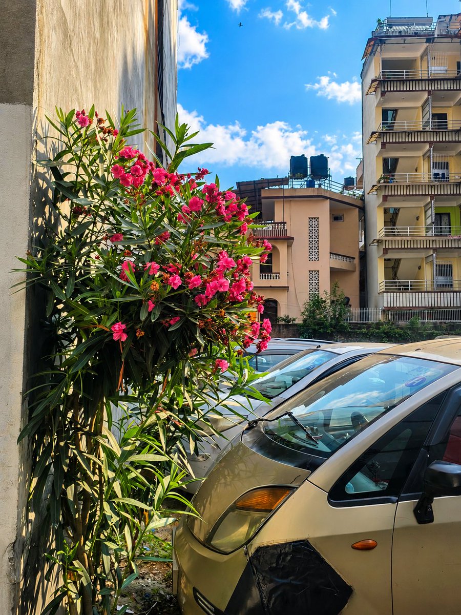 Haribhakta12's tweet photo. Spotted these beautiful blooms in the hospital parking lot on my way out. A little splash of color makes any day brighter. 🌸
​#PositiveVibes #Nature #Kathmandu #helpinghandscommunityhospital 
#hospital https://t.co/6TrXabrUW0