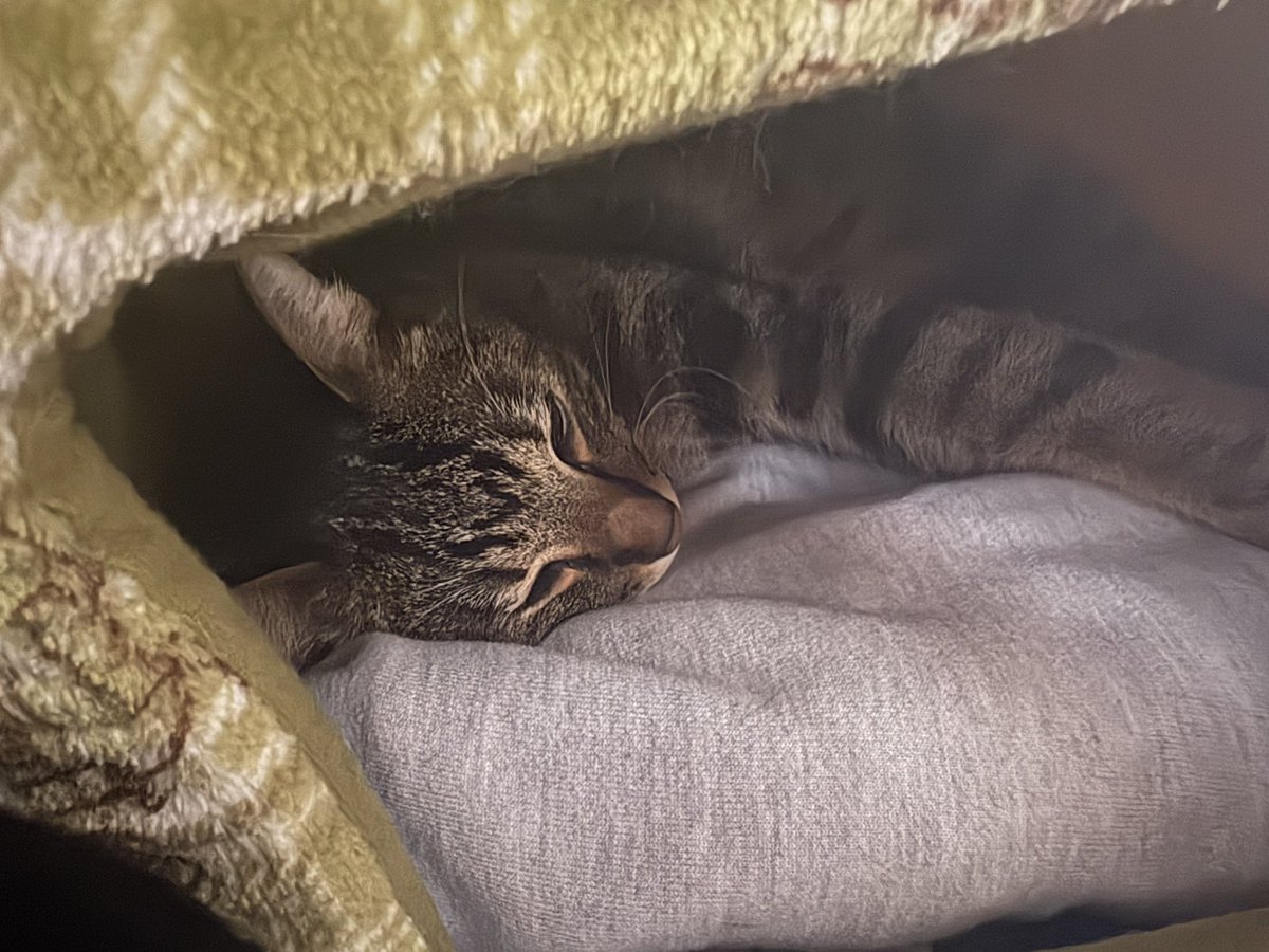 rin0505nya's tweet photo. やんちゃ坊主のちび助は日向ぼっこしながらお休み中🐱💤

りんたろうさんはちび助の相手疲れて
ハウスでお休み中🐈‍⬛💤
ママのお洋服の匂いがお気に入りのりんさん❤️

#猫がいる暮らし
#猫がいる幸せ
#保護猫
#キジトラ
#ずっとのお家 https://t.co/eqAR3cMNue