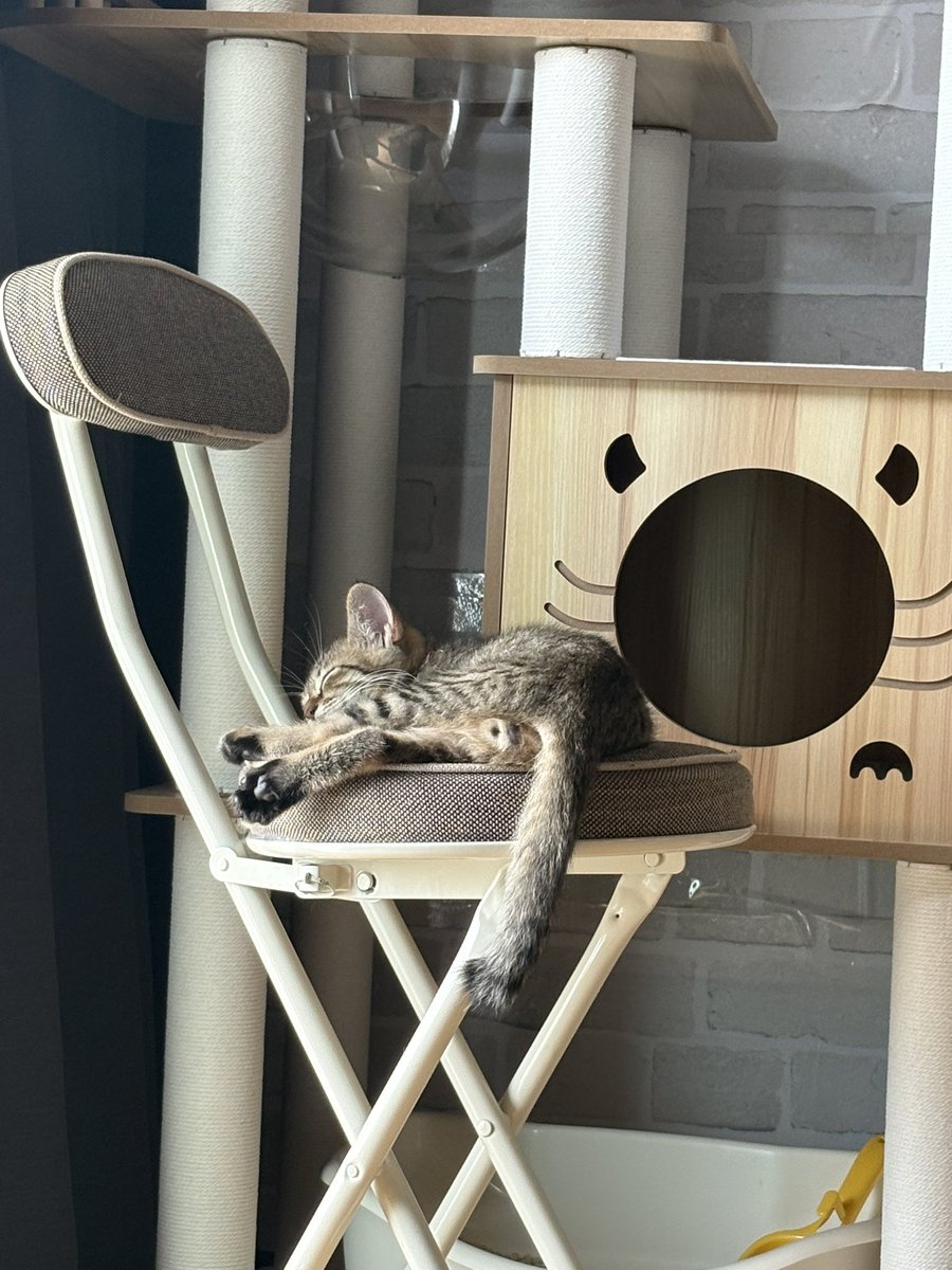 rin0505nya's tweet photo. やんちゃ坊主のちび助は日向ぼっこしながらお休み中🐱💤

りんたろうさんはちび助の相手疲れて
ハウスでお休み中🐈‍⬛💤
ママのお洋服の匂いがお気に入りのりんさん❤️

#猫がいる暮らし
#猫がいる幸せ
#保護猫
#キジトラ
#ずっとのお家 https://t.co/eqAR3cMNue