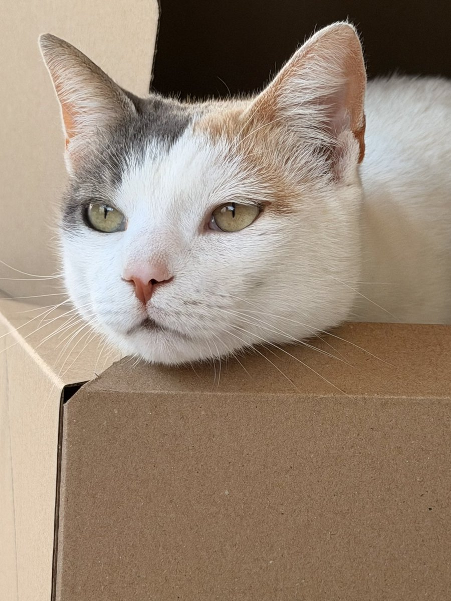 TeoKouzis's tweet photo. she’s the real reason i’m addicted to shopping 👀😹📦 #sagwa https://t.co/niO45VnOyn